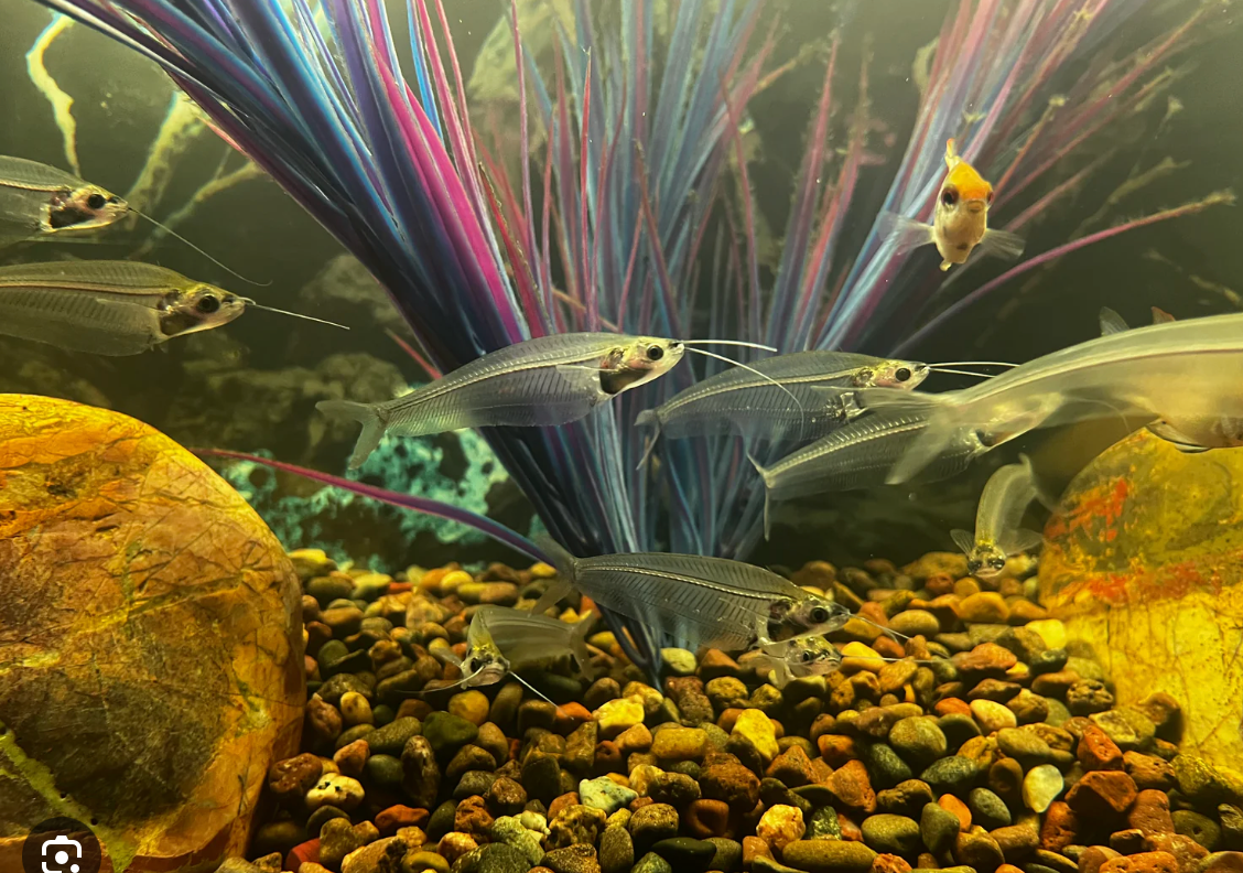 6 Live Glass Catfish (2-2.5") Kryptopterus vitreolus - Schooling Pack