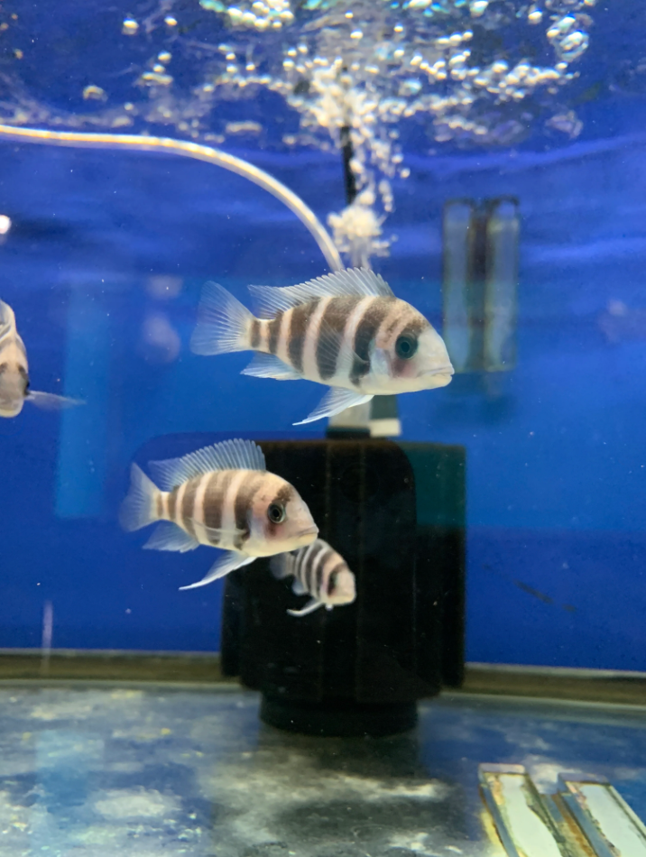 2 Live Frontosa Cichlid (1.0-1.5") Freshwater Fish